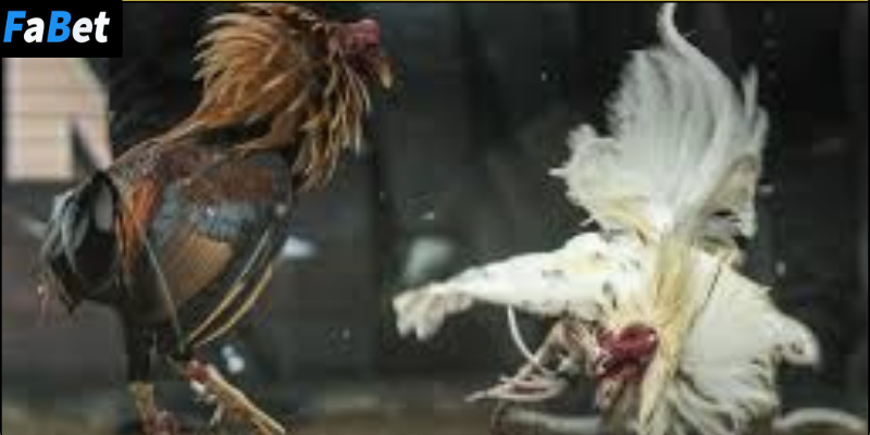Lịch sử và ý nghĩa của đá gà miền Trung