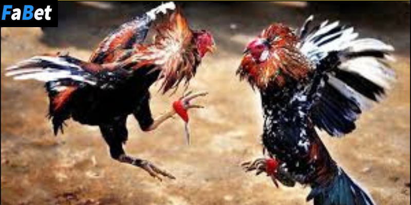 Nguồn gốc và sự phát triển của đá gà đặc sản