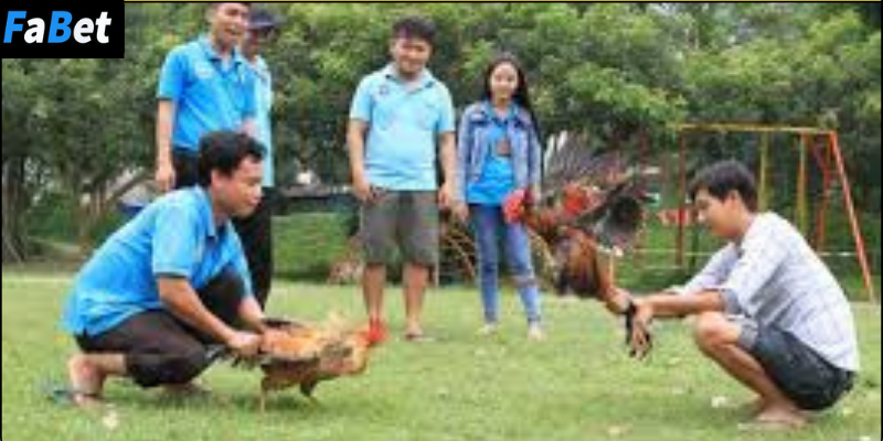 Nguồn Gốc Của Đá Gà Chiến Kê