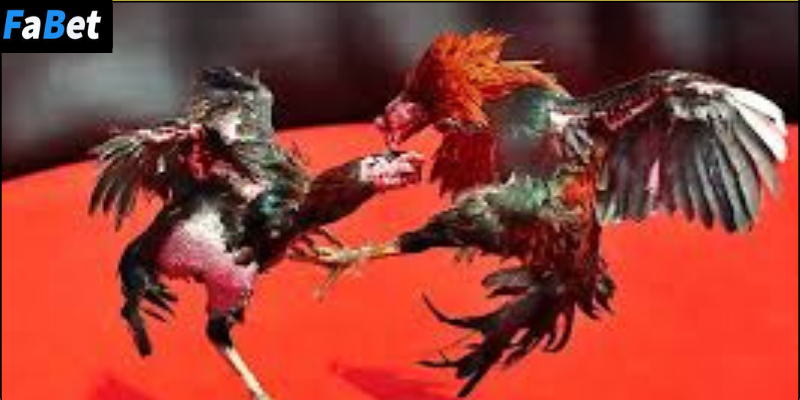 Đặc điểm nổi bật của đá gà chiến trường