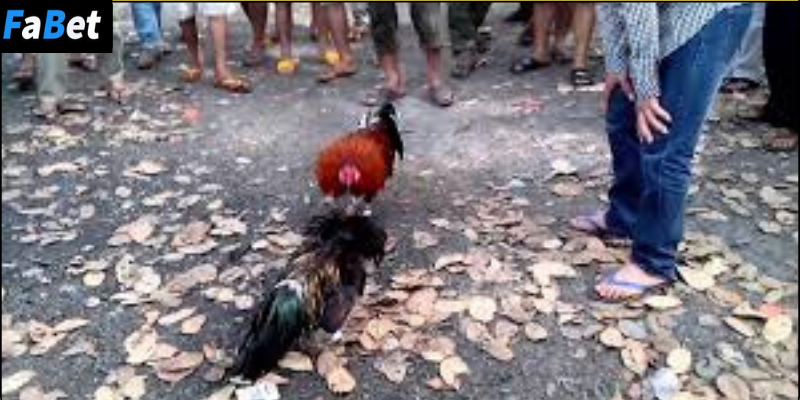 Những lưu ý khi tham gia đá gà qua mạng