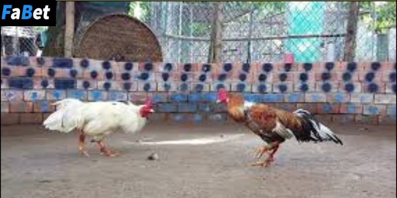 Đặc điểm nổi bật của đá gà miền Tây