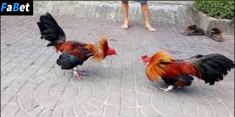Đặc điểm nổi bật của đá gà Hà Nội