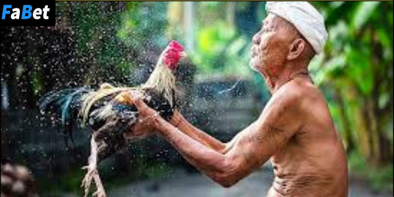Những rủi ro và lưu ý khi tham gia đá gà cược lớn